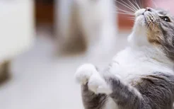 猫咪咕咕咕咕响到底是为什么 是舒服还是生气？