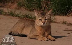 非洲狮子猫眼睛分泌物多怎么办