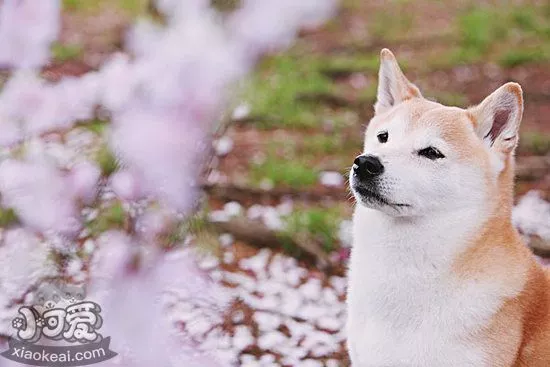 柴犬怎么美容 柴犬美容技巧1