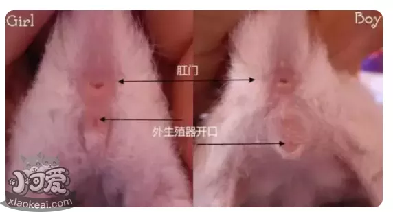 暹罗猫怎么分公母 看PP就可以知道哦！暹罗猫怎么分公母 看PP就可以知道哦！暹罗猫怎么分公母