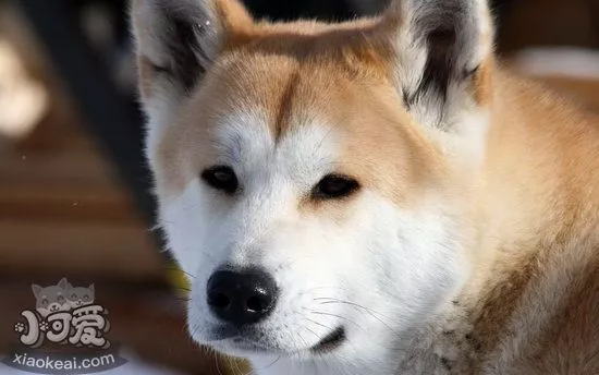 秋田犬什么时候开始训练最好 秋田犬最佳训练时间1