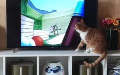猫看电视是什么原因 别被它骗了，猫咪看电视都是假象！