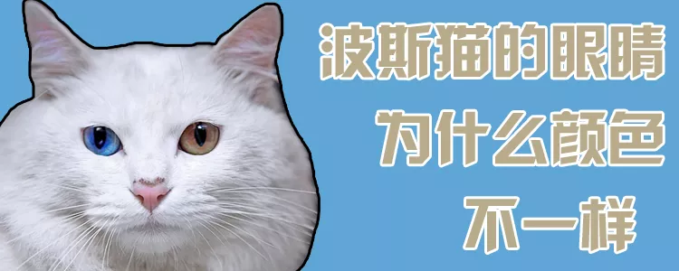 波斯猫的眼睛为什么颜色不一样