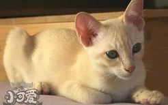 东奇尼猫性格怎么样 东奇尼猫性格介绍