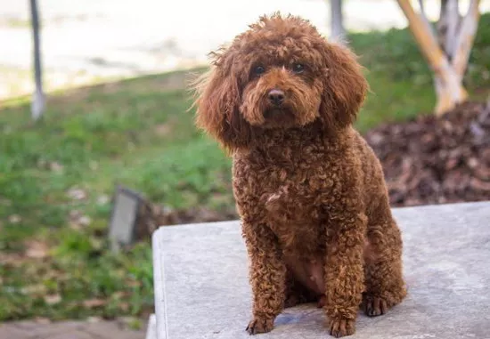 泰迪犬生产前有何征兆 泰迪犬生产前的征兆1