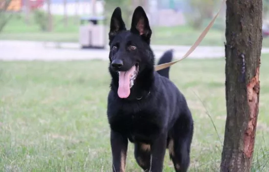 东德牧羊犬幼犬价格是多少钱一只 东德牧羊犬价格介绍1