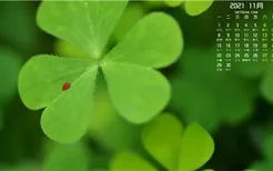 莓茶和菊花能一起泡吗