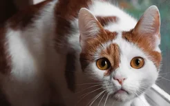 猫返祖现象是什么意思 意味着好还是坏？