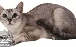 波米拉猫尾巴有什么用 波米拉猫尾巴作用介绍