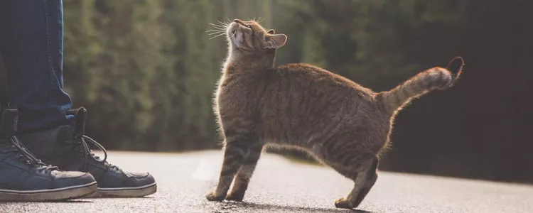 怎么防止猫进发动机舱 这些小举动可救它一命！怎么防止猫进发动机舱 这些小举动可救它一命！