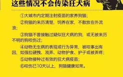 被小奶猫不小心划了手还用打针吗 正确认识狂犬病