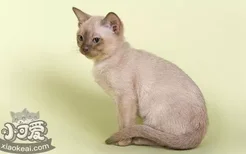 欧洲缅甸猫怎么修指甲 欧洲缅甸猫指甲修剪方法