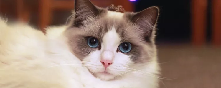 布偶猫眼睛色度表 越蓝越纯吗