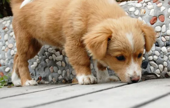 老年犬要吃什么好？ 犬主须知老年犬的饮食问题