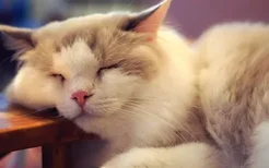 猫咪为什么喜欢睡在人的头上