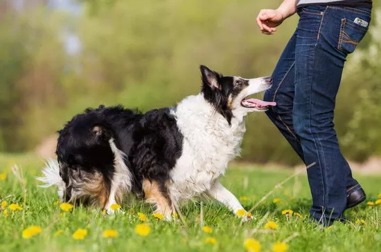 边境牧羊犬怎么养 边境牧羊犬饲养方法3