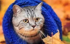 猫冬天容易得病吗 谁说猫不需要保暖？