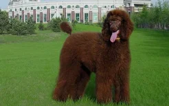 巨型泰迪犬多少钱一只 巨型贵宾犬价格介绍