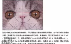加菲猫怎么看眼鼻一线 加菲猫判断方法