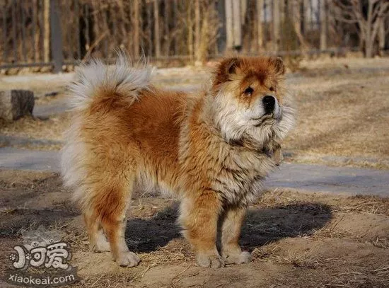 松狮犬得了犬瘟怎么治 松狮犬犬瘟治疗方法1