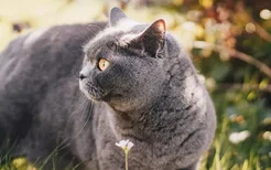 英国短毛猫发情表现 公猫和母猫有哪些差别？