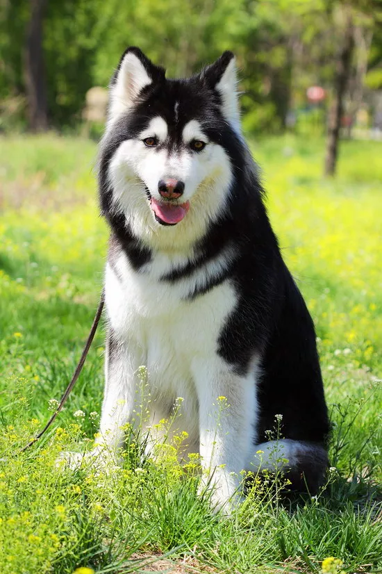 阿拉斯加犬怎么看纯不纯 阿拉斯加犬是不是纯种查看技巧2