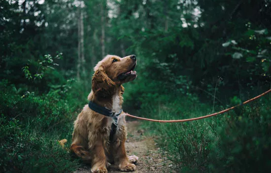 导盲犬多少钱一只 这个价格可能会吓到你