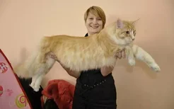 缅因猫能长多大 大体形缅因猫