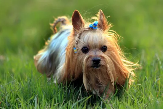 约克夏多少钱一只 纯种约克夏梗犬幼犬价格2