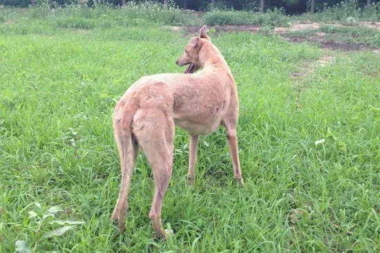 格力犬怎么训练 格力犬(灵缇犬)训练方法2