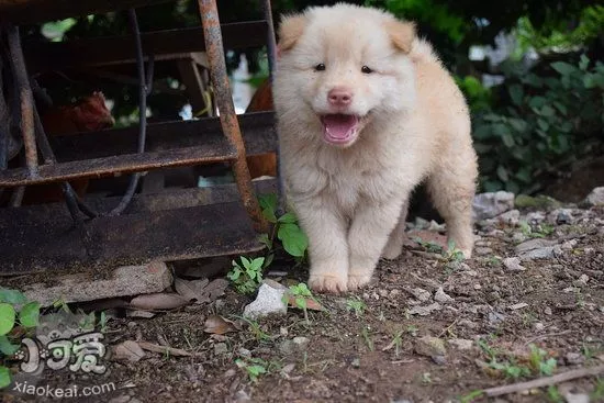 中华田园犬怎么洗澡 中华田园犬洗澡注意事项2