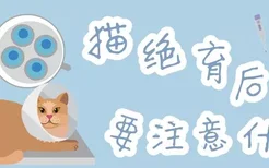 猫绝育后要注意什么