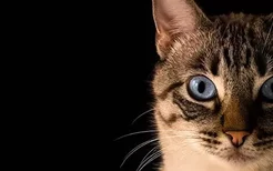猫咪能吃熟的板栗吗 有营养吗？