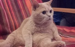 猫咪吃太多肚子胀气怎么办 肚子胀气调理方法