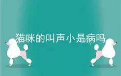 猫咪的叫声小是病吗