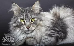缅因猫肠炎吃什么药 猫咪肠炎症状