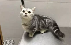 曼基康猫怎么洗澡 短腿猫洗澡要点