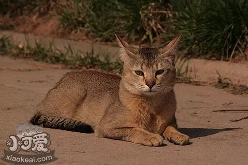 非洲狮子猫怎么梳毛 非洲狮子猫梳毛方法