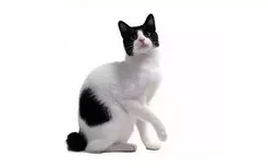 怎么训练短尾猫用猫砂 日本短尾猫训练技巧