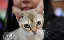 新加坡猫怎么训练 新加坡猫训练注意事项
