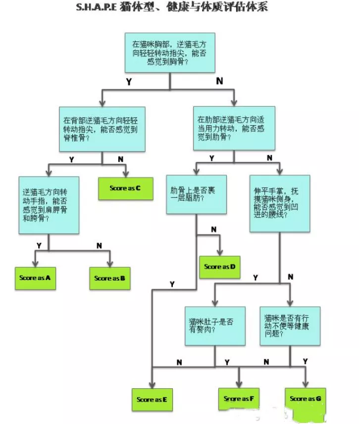 英国短毛猫可以长多重 肥胖的猫咪可是不好的哦！