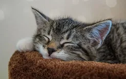 猫冬天一直睡觉 是正常的吗？