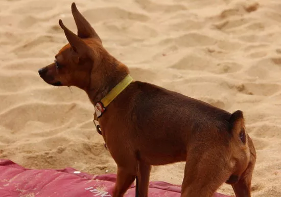 小鹿犬怎么养 小鹿犬饲养方法1