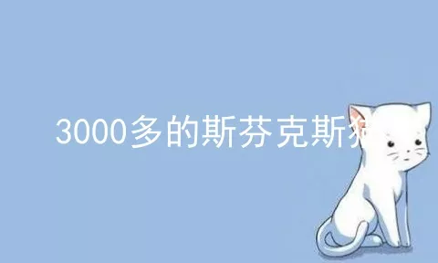 3000多的斯芬克斯猫