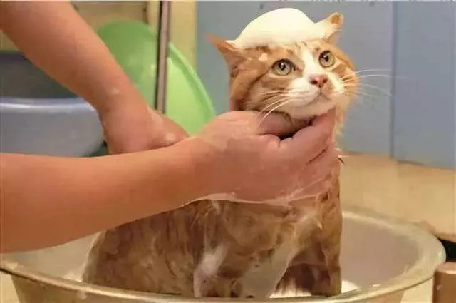 猫冬天可以洗澡吗 这样给猫洗澡不会生病