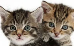 2个月猫吃多少猫粮 需要将猫粮泡软之后再喂食啊！