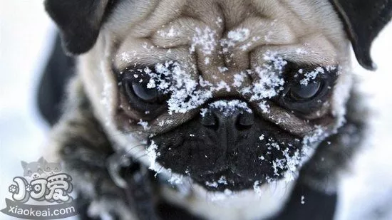 巴哥犬皮肤病怎么治 八哥犬皮肤病解决方法1