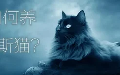 如何养波斯猫