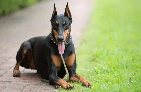 杜宾犬多少钱一只 纯种杜宾犬价格多少1