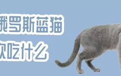 俄罗斯蓝猫喜欢吃什么